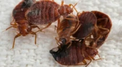 Obrada sobe iz bugs hot mag