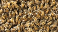 Javni insekti
