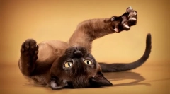 Obični krojenje pomažu mi da sami režu kandže mojoj bojkom mački