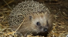 Običan jež