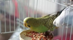 Valoviti pregled parrot feeda