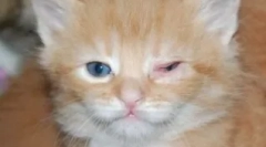 Pregled najčešćih bolesti za oči u mačkama