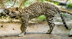 Ocelot (fotografije): dalitz dali i drugi fanovi egzotični