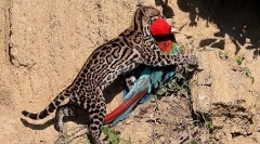 Ocelot - najljepša mačka na svijetu