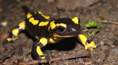 Vatra salamander