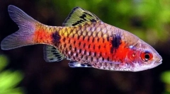 Fire barbusa