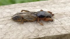 Garden medveda: ime misterije