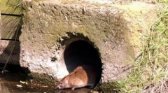 Ogromni mutantni štakori su poplavljeni u velikoj britaniji