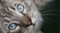 Ima azles: čudo plavook