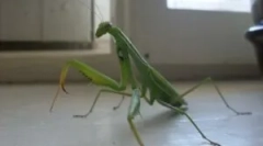 Je li mantis opasan za muškarca?