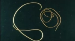 Je li to opasna parazitna kosa