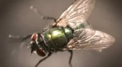 Opis, struktura i aerodinamička svojstva muva