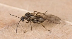 Orah i druge galerije