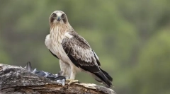 Eagle-patuljak