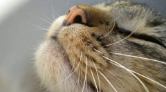 Organi za mačke osećajima