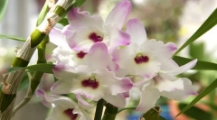 Dendrobium orhideja