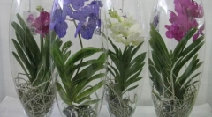 Orhideja vanda