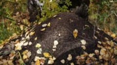 Orijentacija u šumi na mravinju