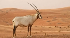 Oryx šećer