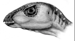 Orikodromeus