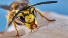 Wasp