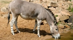 Magarac divlji