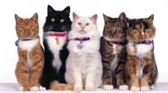 Ovratnik iz bloha i tingsa beafar (beaphar)