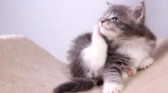 Ovratnik iz buva i krpelja za mače