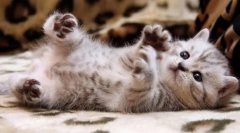 Inspekcija budućeg ljubimca