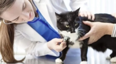 Glavni medicinski postupci za mačku