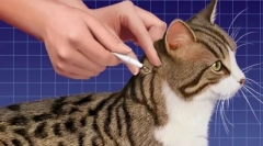 Narodi ima direktnu spot-na mačku