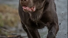 Značajke ishrane labradorova