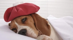 Koje pse bolesti čine vakcinacije