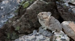 Odakle je chinchilla odakle i kako žive u prirodi