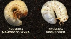 Razlika između ličinke bronce i maja buba