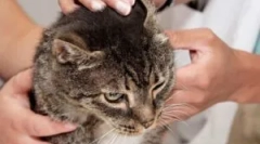 Cat squectoza: simptomi i liječenje