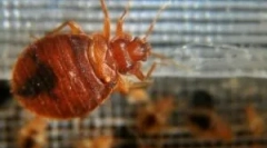 Pilula za efikasno uništavanje kreveta kod kuće