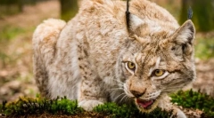 Odvajanje grabežljivije