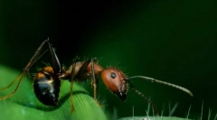 Određivanje insekata