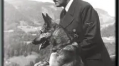 Daufman shepherd: ko je ona