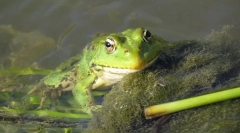 Jezero žaba