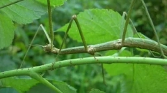 Helikopteri