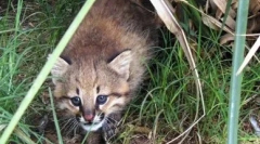 Pampas mačka: fluffy predator iz amerike