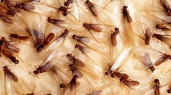 Partenogeneza
