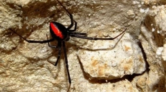 Spider black widow: foto, video i detaljne karakteristike