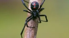 Spider black widow: opis i stil života