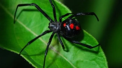 Spider crna udovica