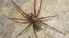 Spider house
