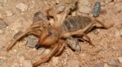Falang spider (camel): opis i karakteristike