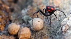 Spider karakurt: opis i stil života